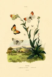 Punta Arancione